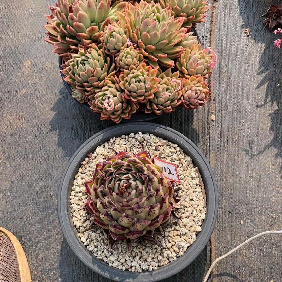 m****y东云组拍112（西藏、新疆、内蒙不包邮）