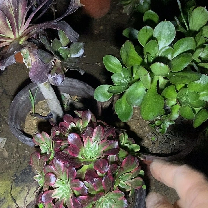 三科特价不售后多肉