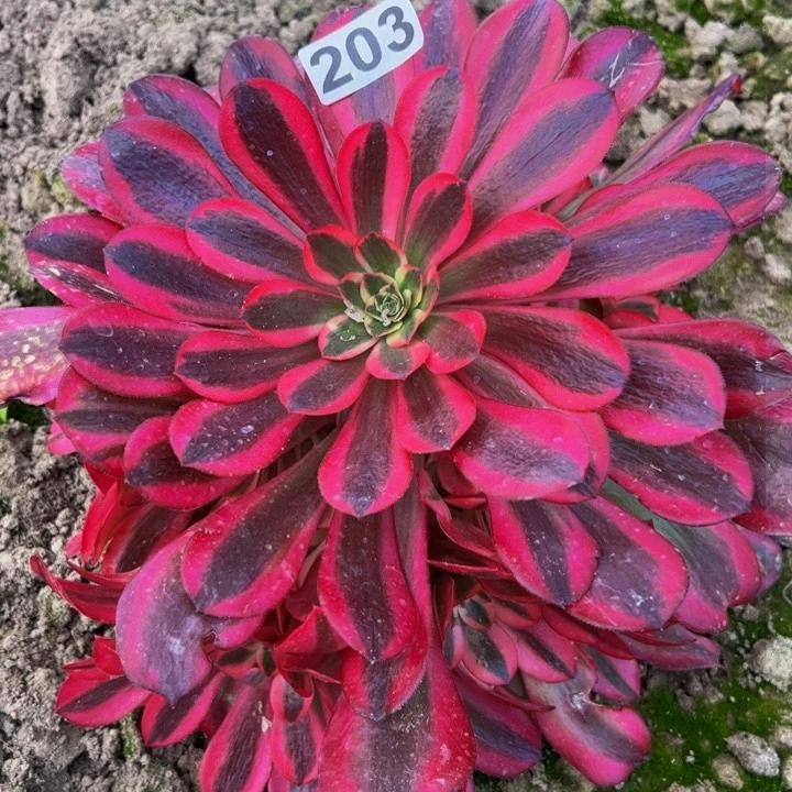 203多肉植物法师