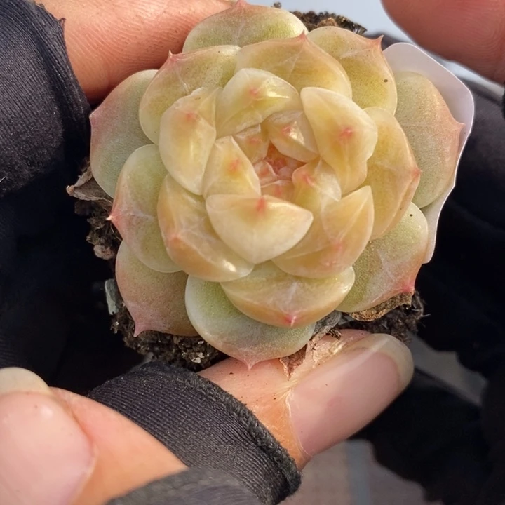 1227-529，黄心魄多肉