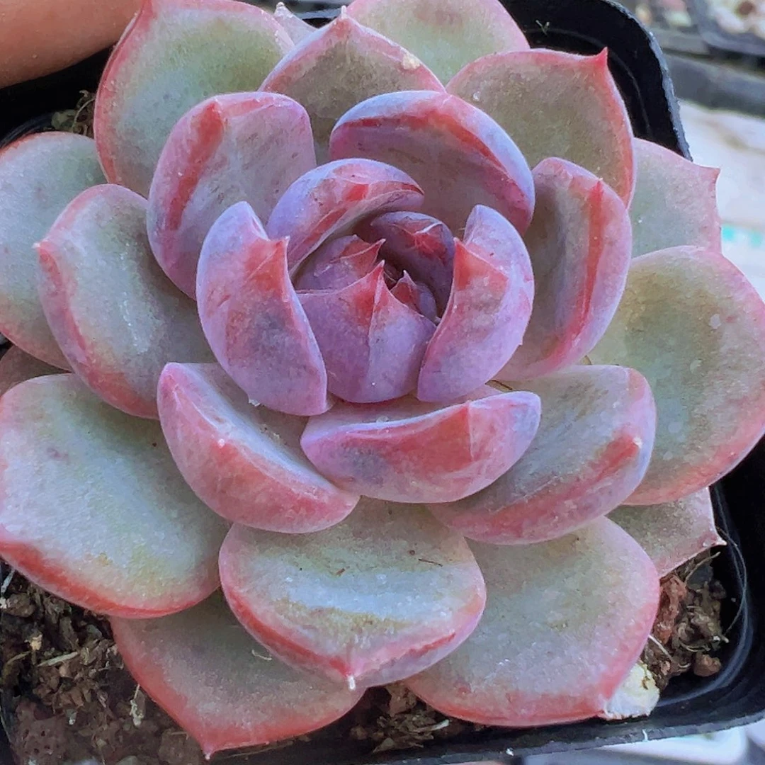 蓝莓19包邮多肉植物