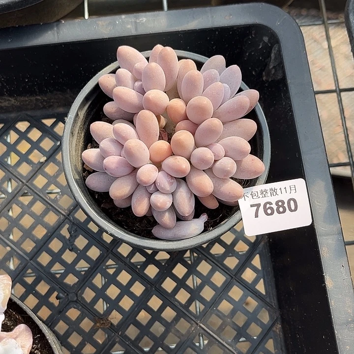 阿雅园艺。         7680汤圆