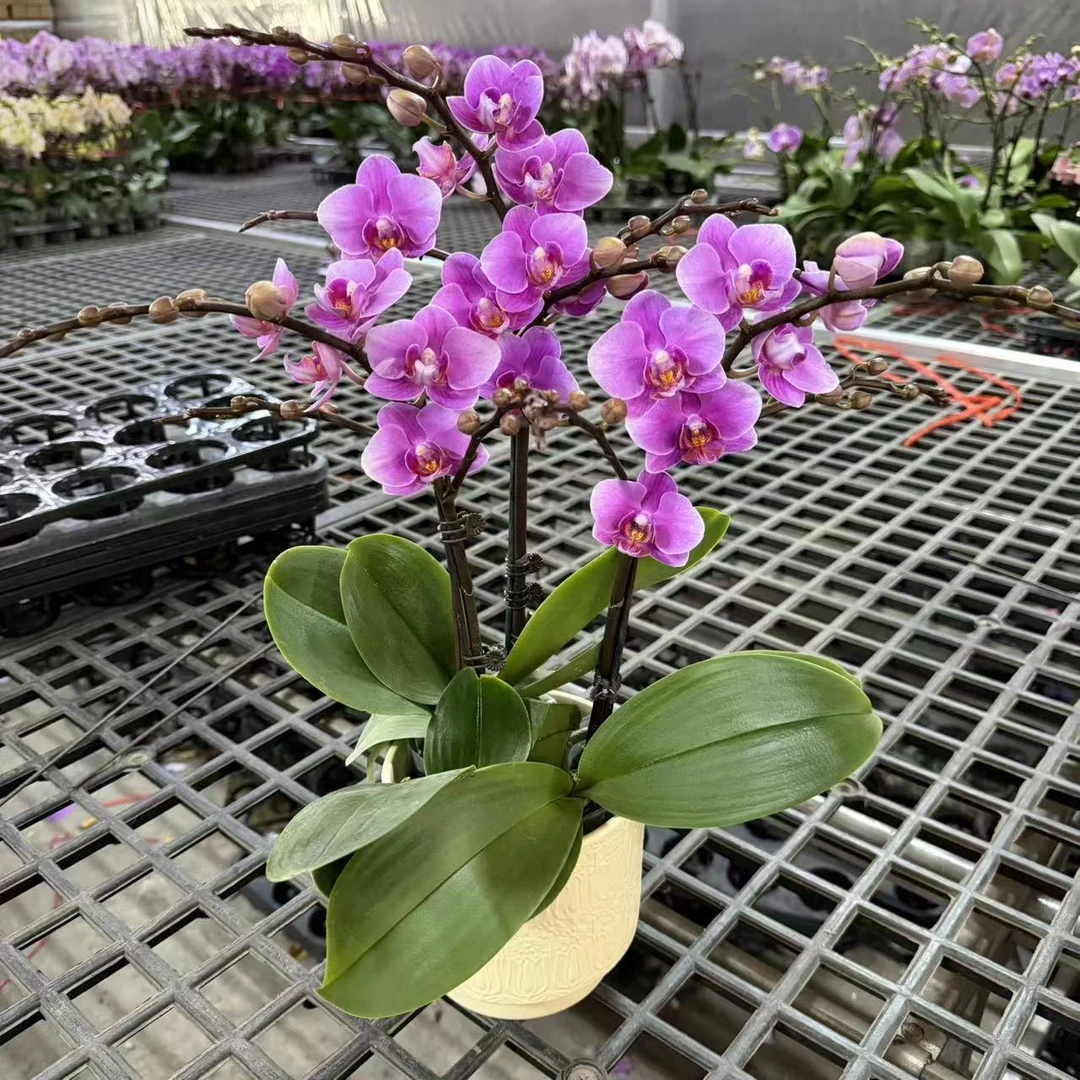 精品蝴蝶兰【紫霞仙子】3花剑 室内好养 广州基地直发2-3