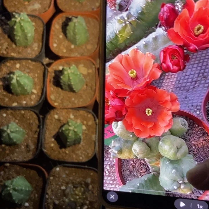 仙人球橙桃自根一个