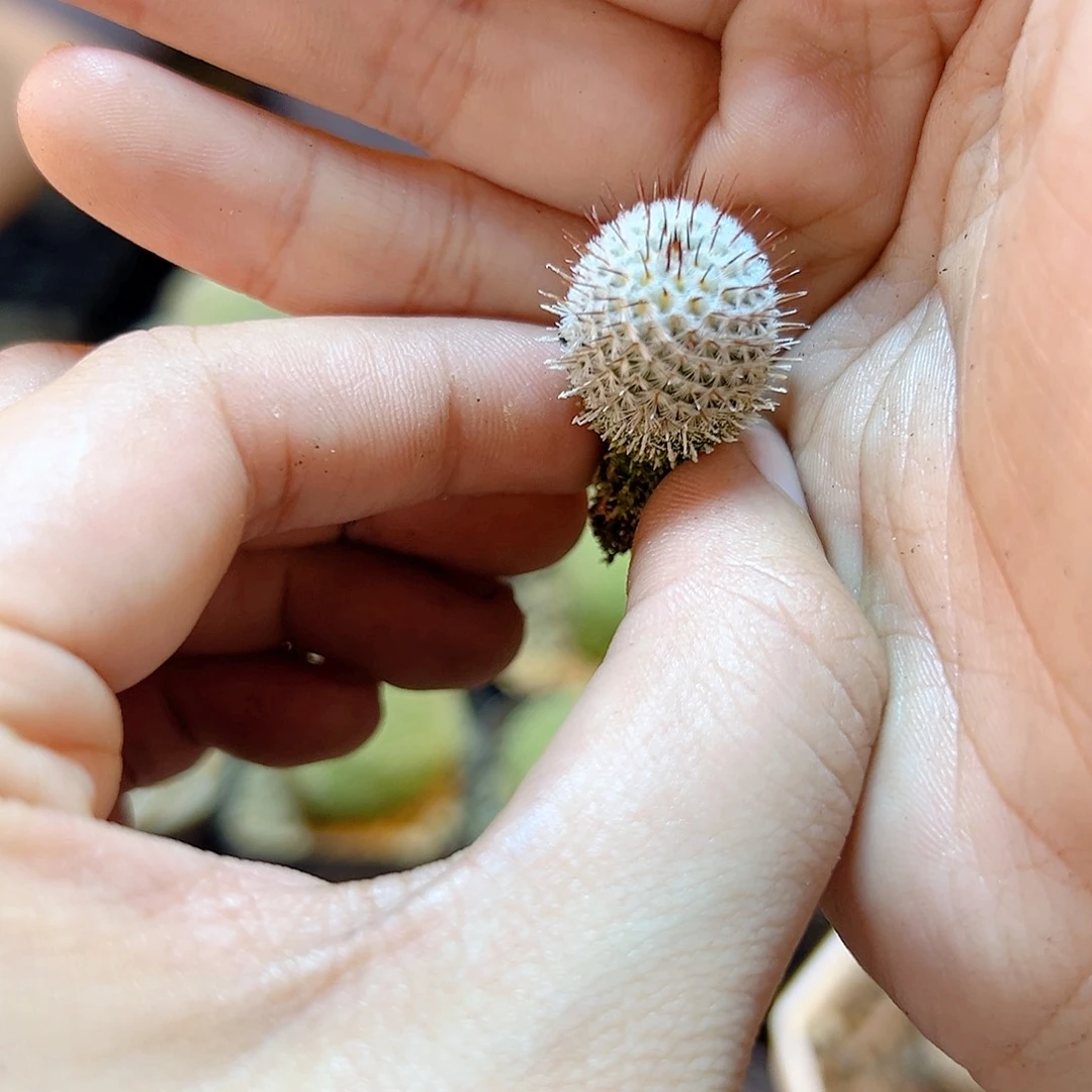 实生直刺佩蕾单头含刺1.8公分很小