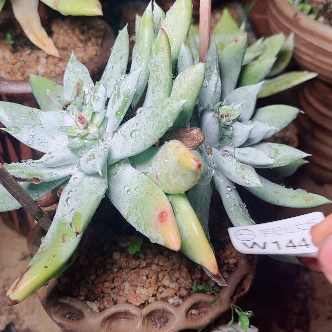 1440苹果拇指多肉
