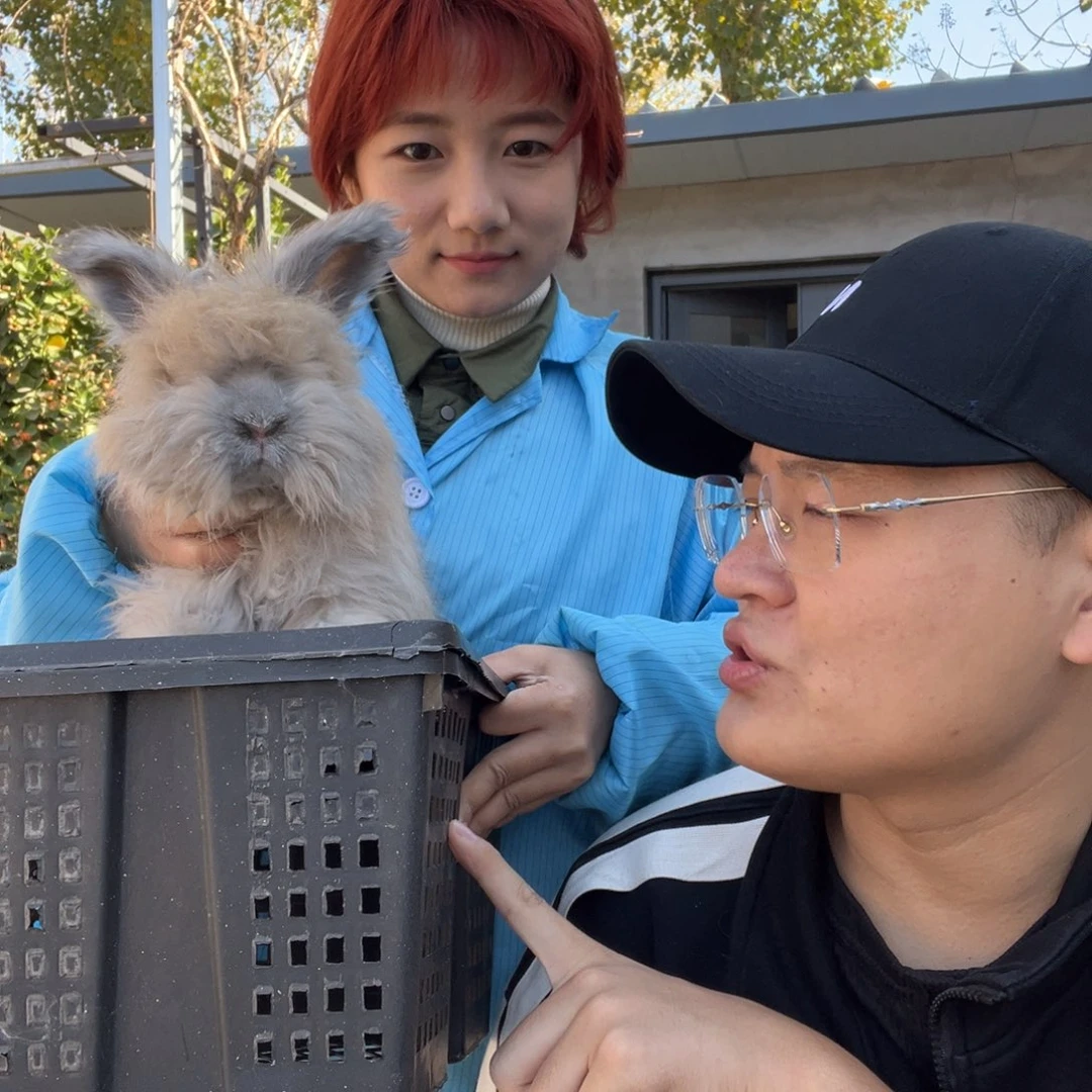 双血统英系安拉兔子