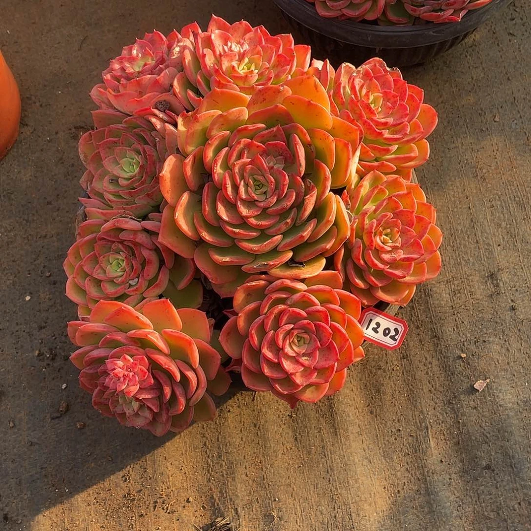 1202高贵 一物一拍多肉