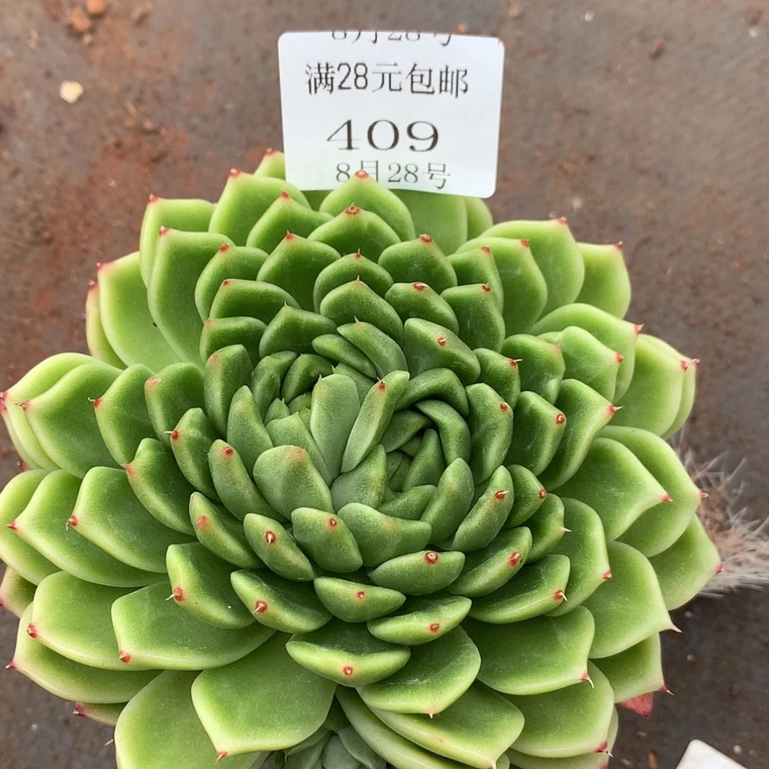 【闪购商品】云409号