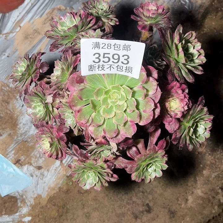 凉***薄3593霁月多肉植物