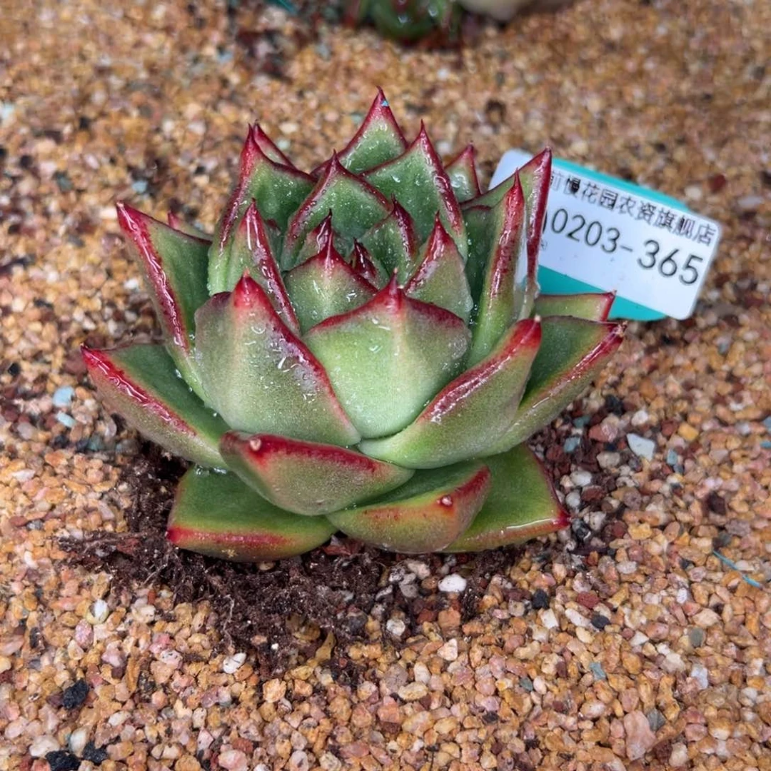 多肉一物一拍0203-365