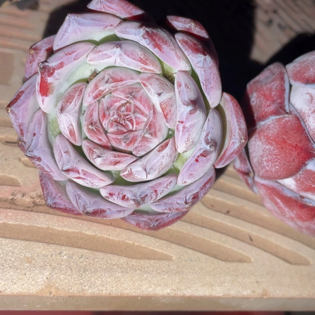 饮***水多肉植物盆栽多肉