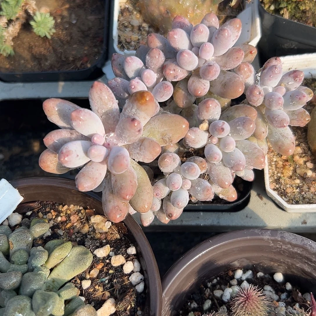 多肉植物婴儿手指杂