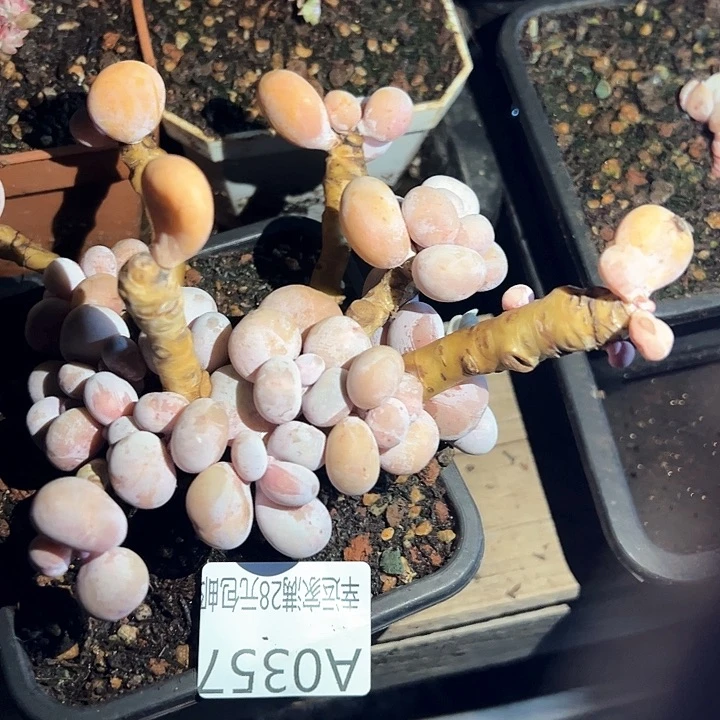 A****玉幸运的是我的朋友们一起