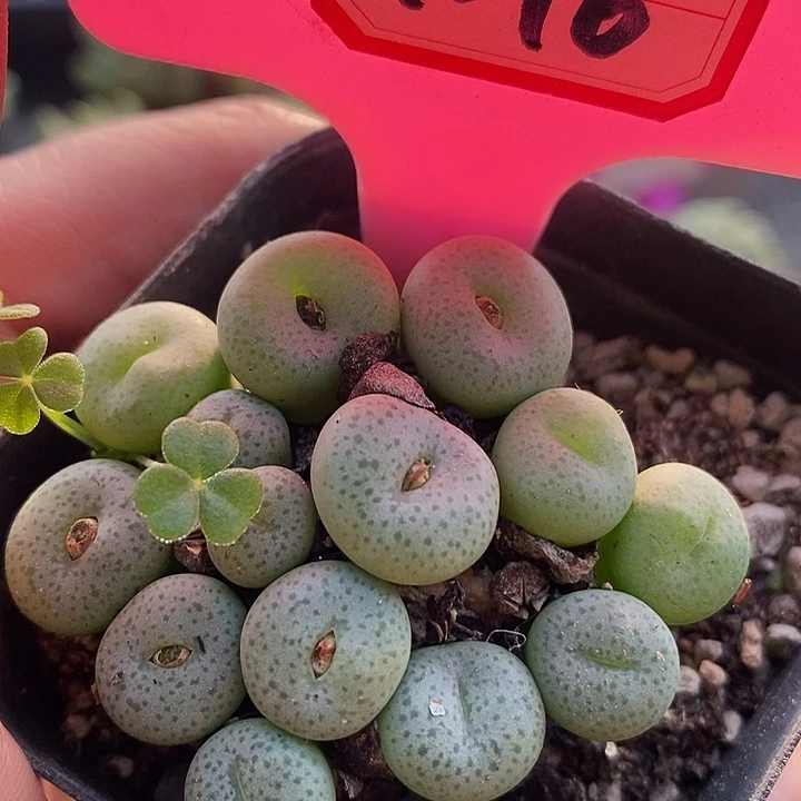 在下单中还送出小4016