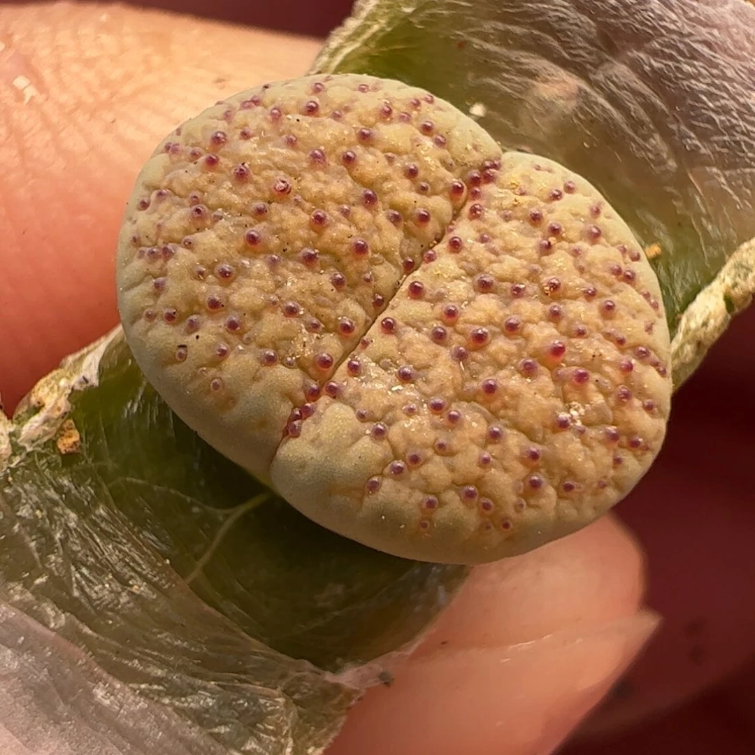 081多肉植物百科