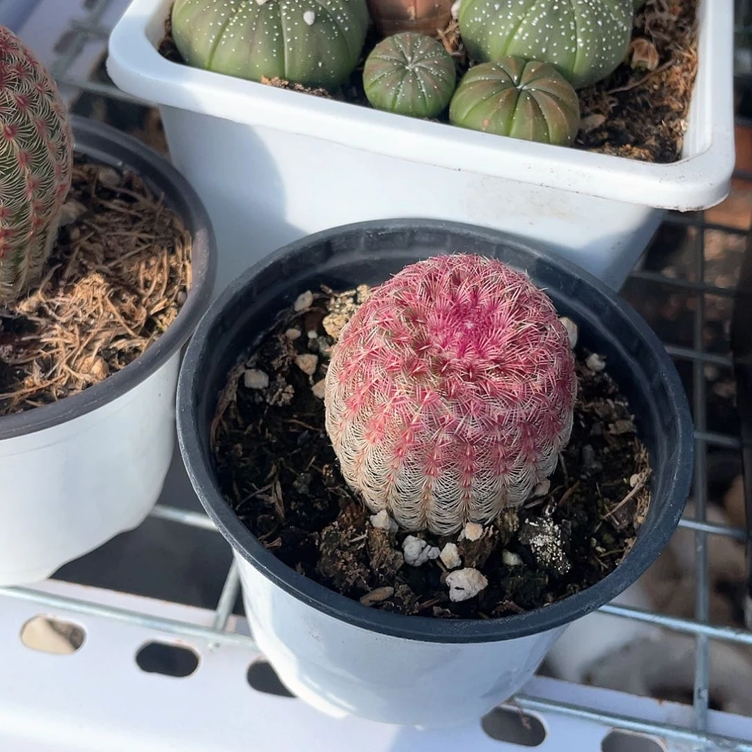 单头红太阳带盆发货