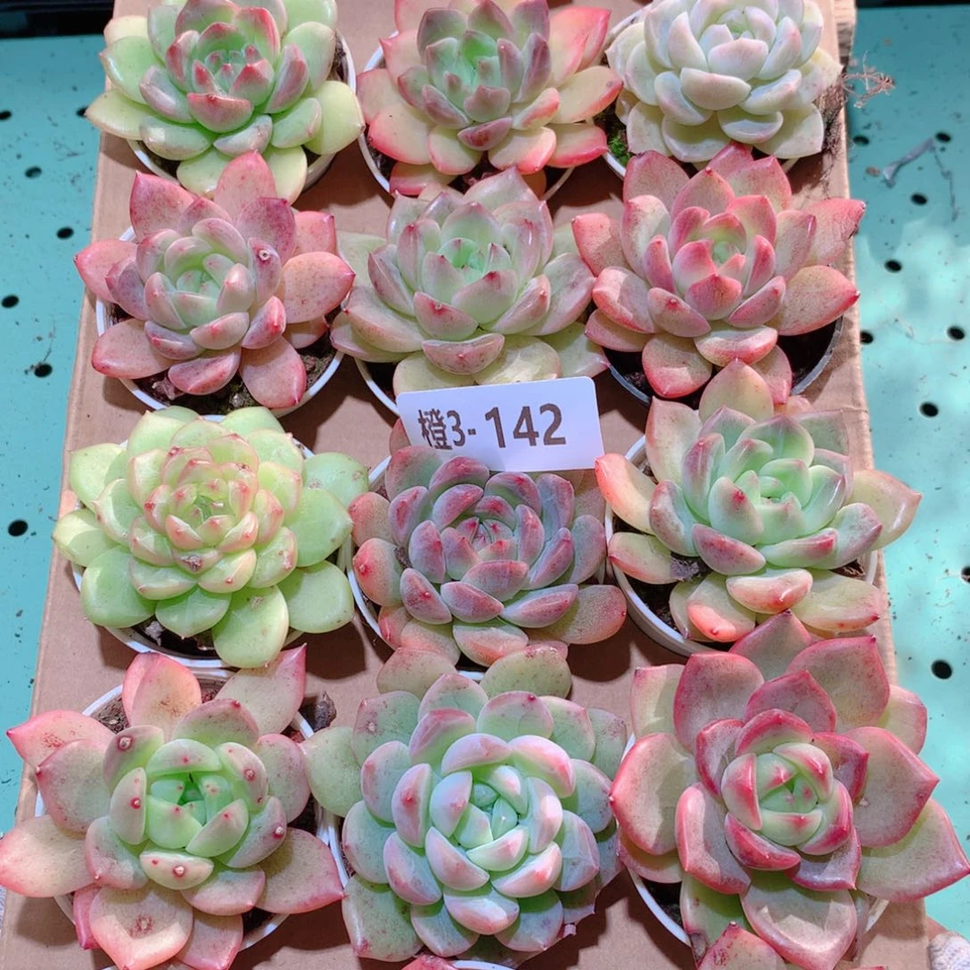 3-142一物一拍多肉带盆18颗