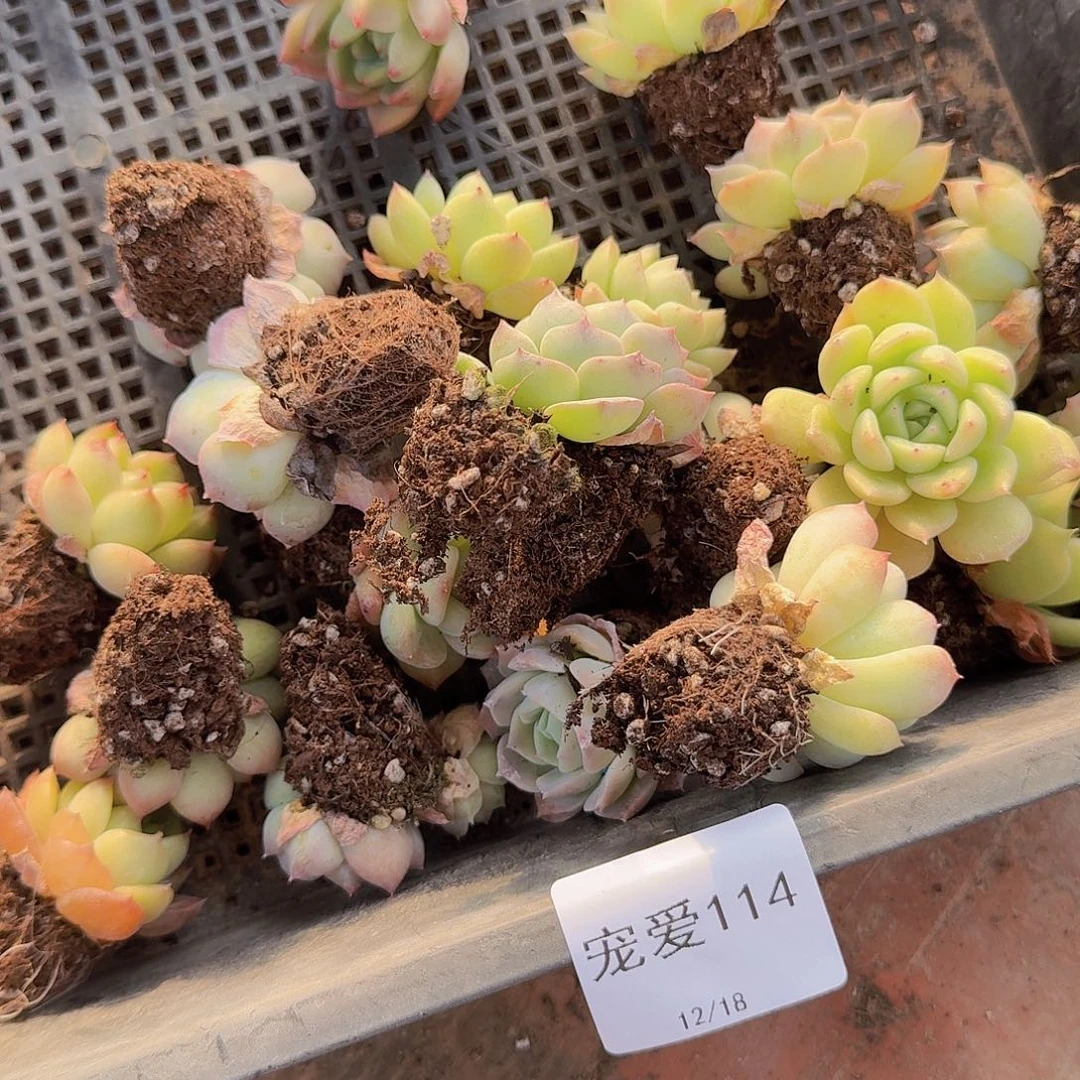 直播福利一物一拍114