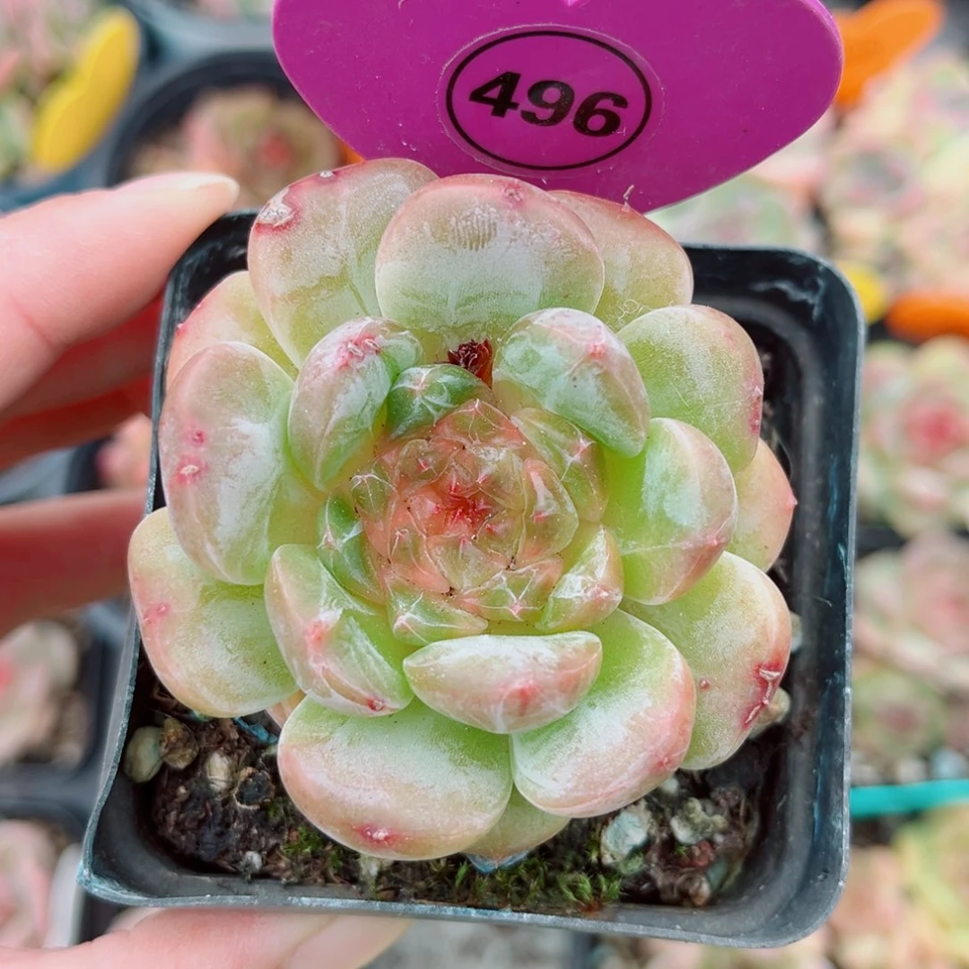 496号新品珍妮单头