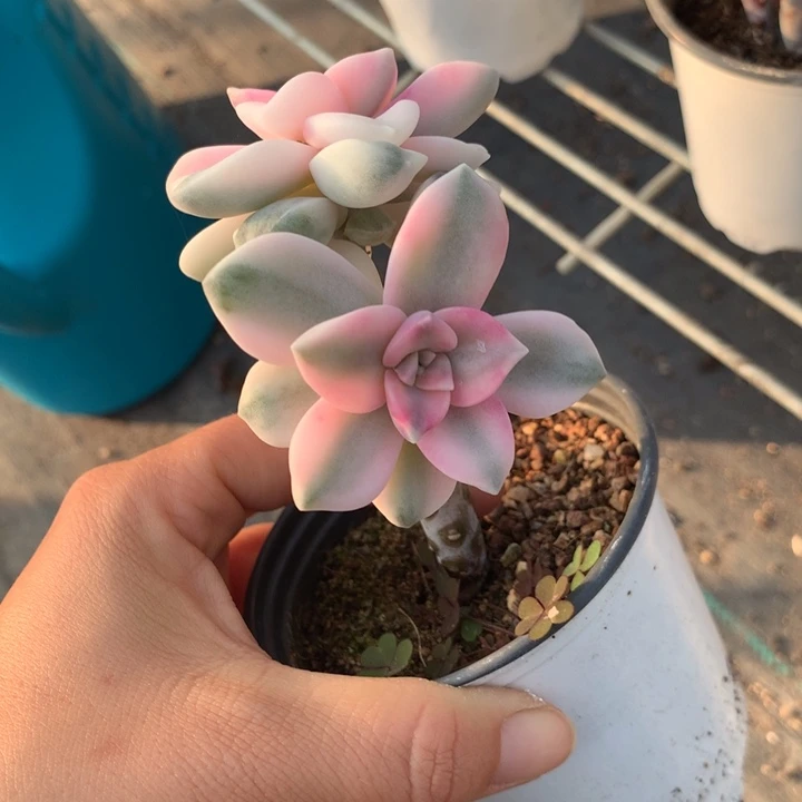 无花朵紫乐锦2192