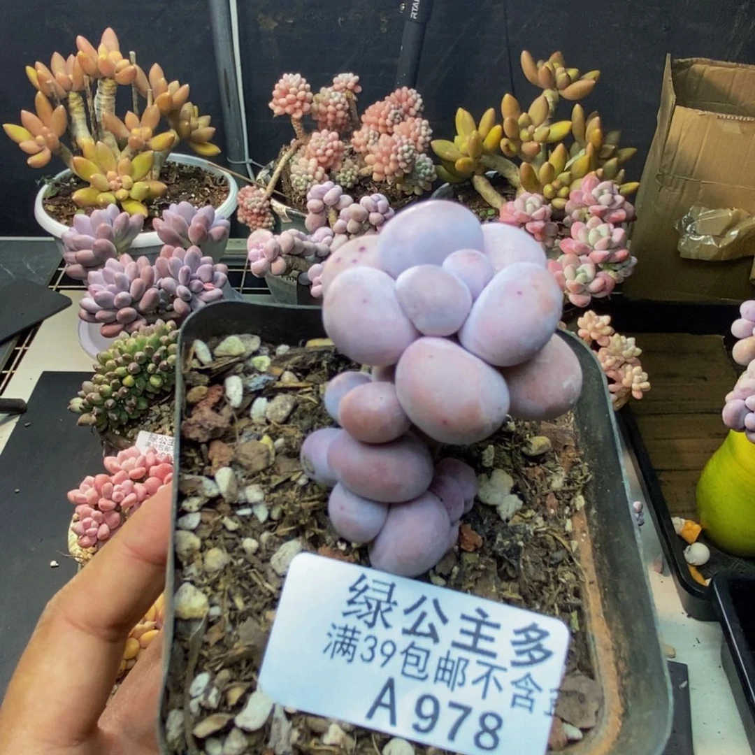 978芭比奶多肉3c m