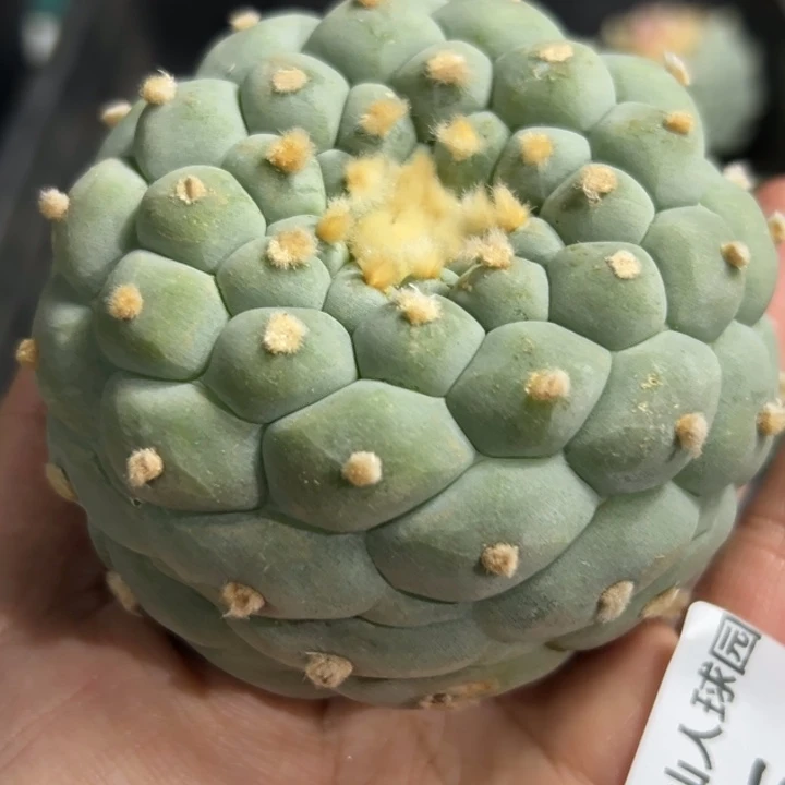 766可帮发根可发货