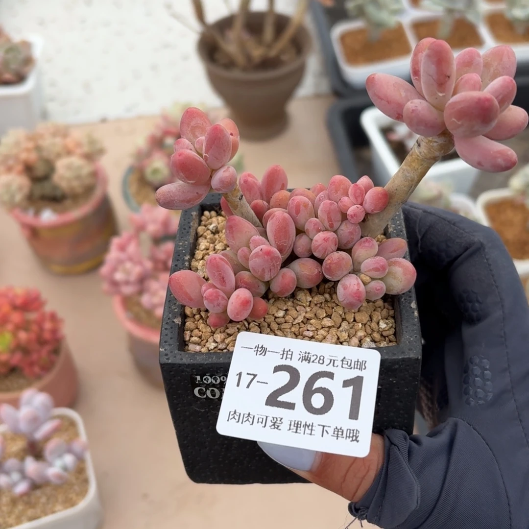 樱花奶无盆土发货无