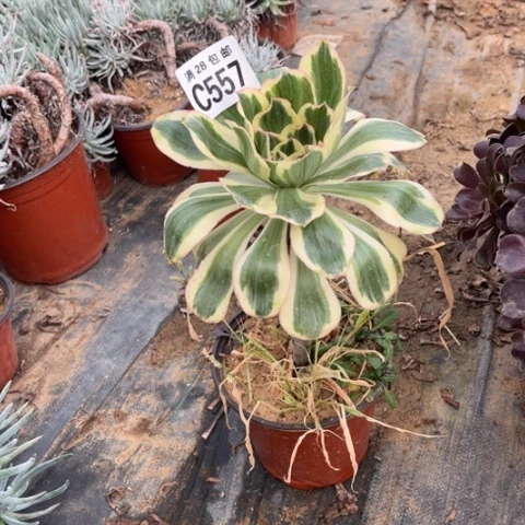 557燕子锦不包断枝