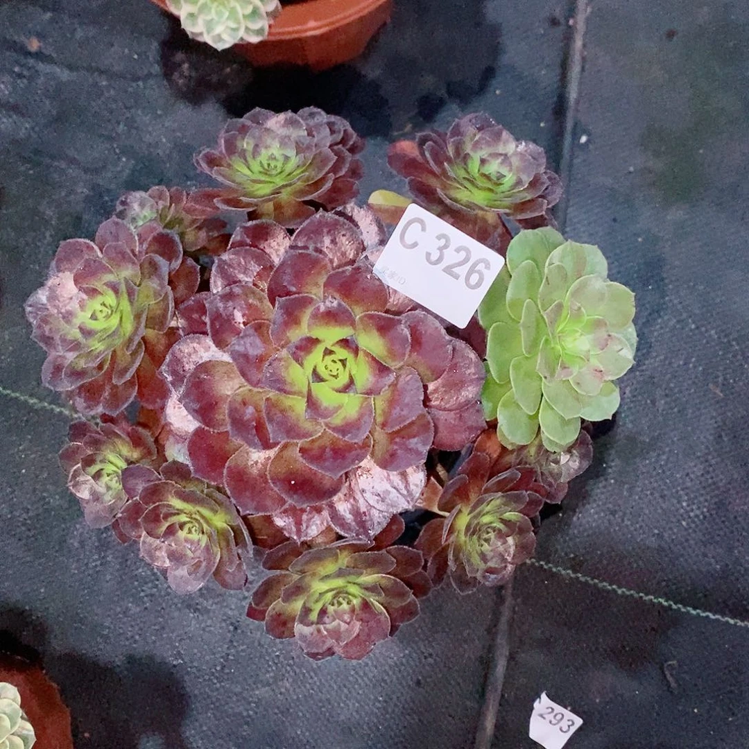 花花公子326炖肉111111