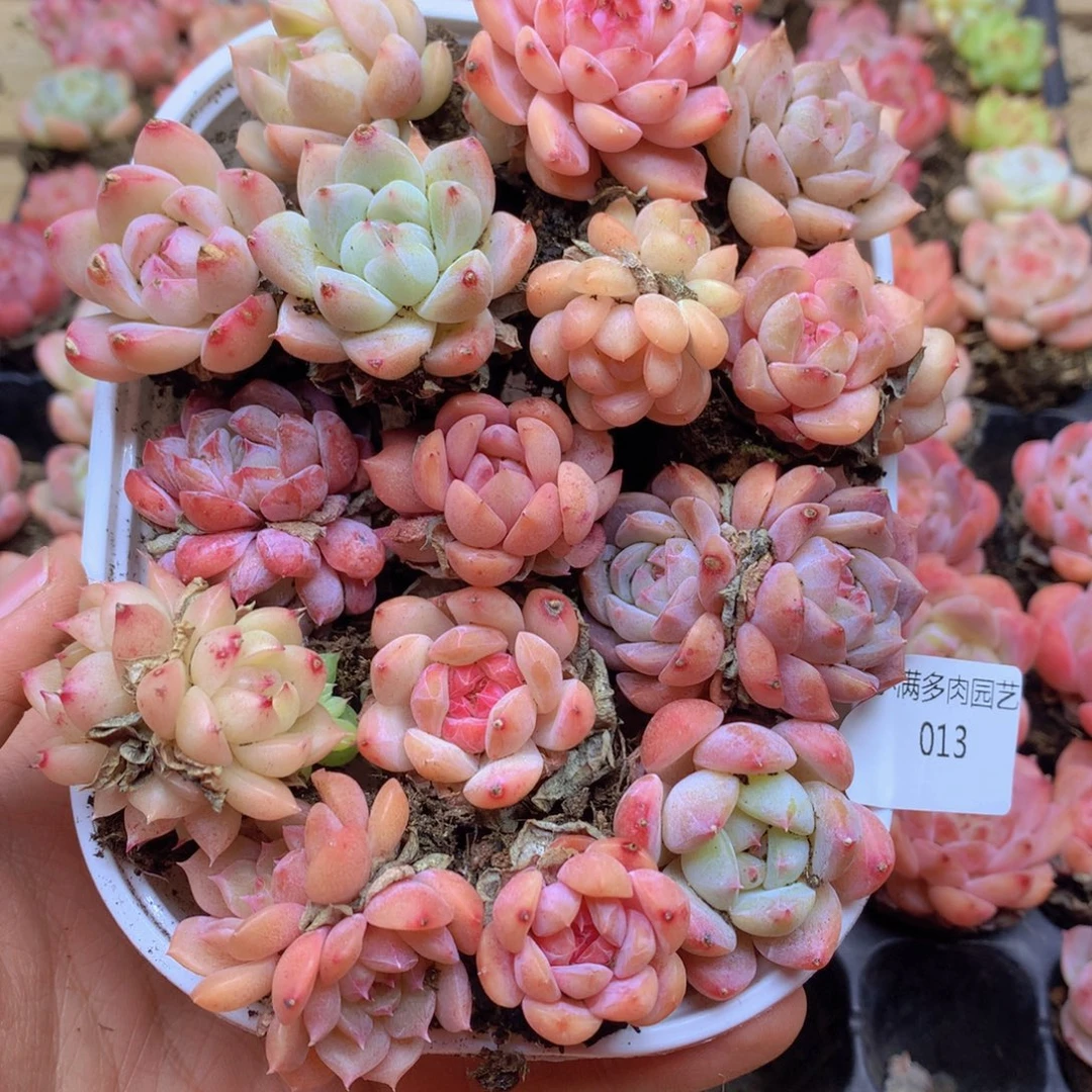 我要去看你了啊你013