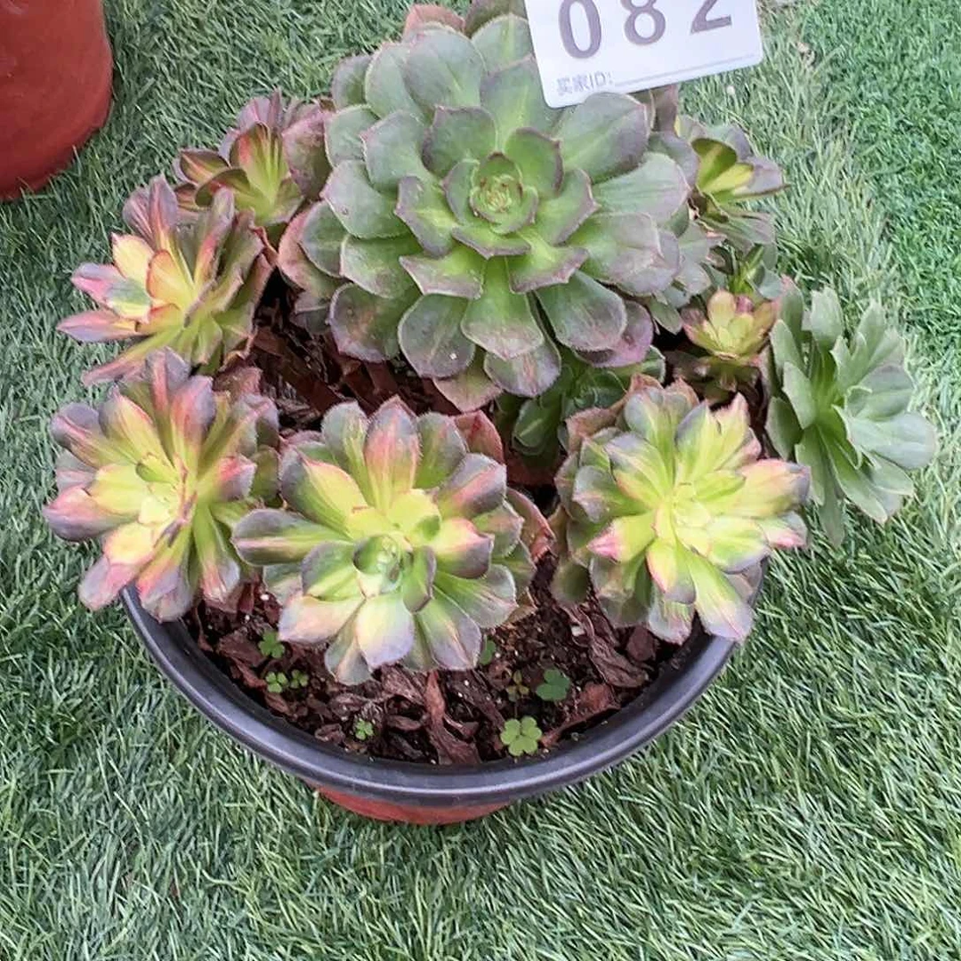 无花朵082海王七彩龙鳞法师