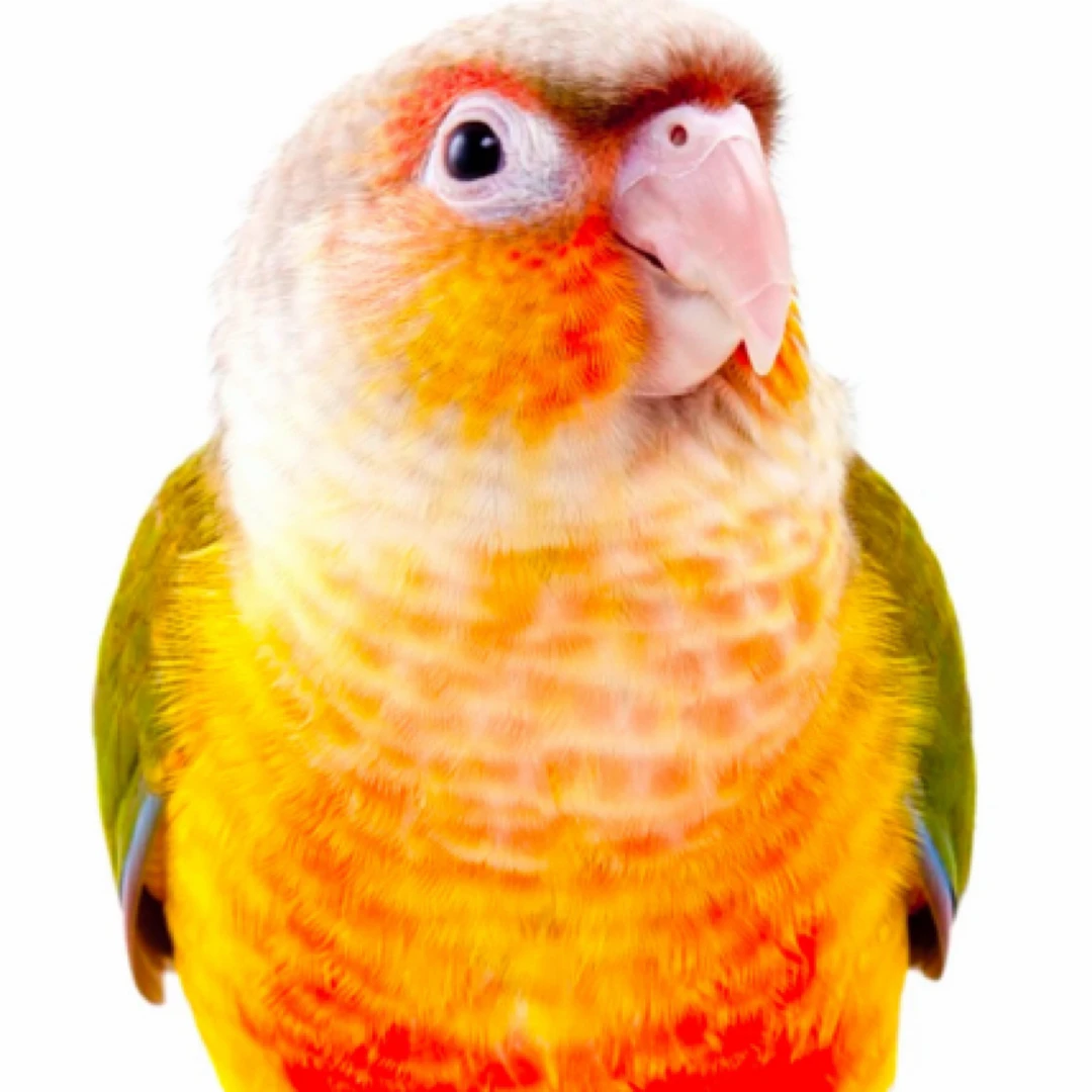 活体鹦鹉雏鸟 手养鹦鹉 一物一拍