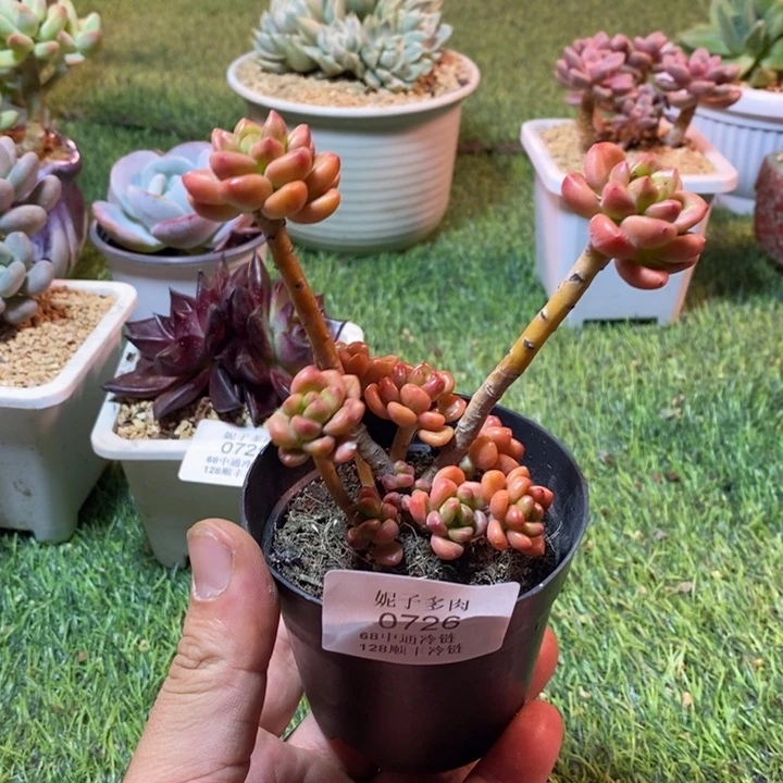 0726啊啊啊啊啊啊啊啊啊啊