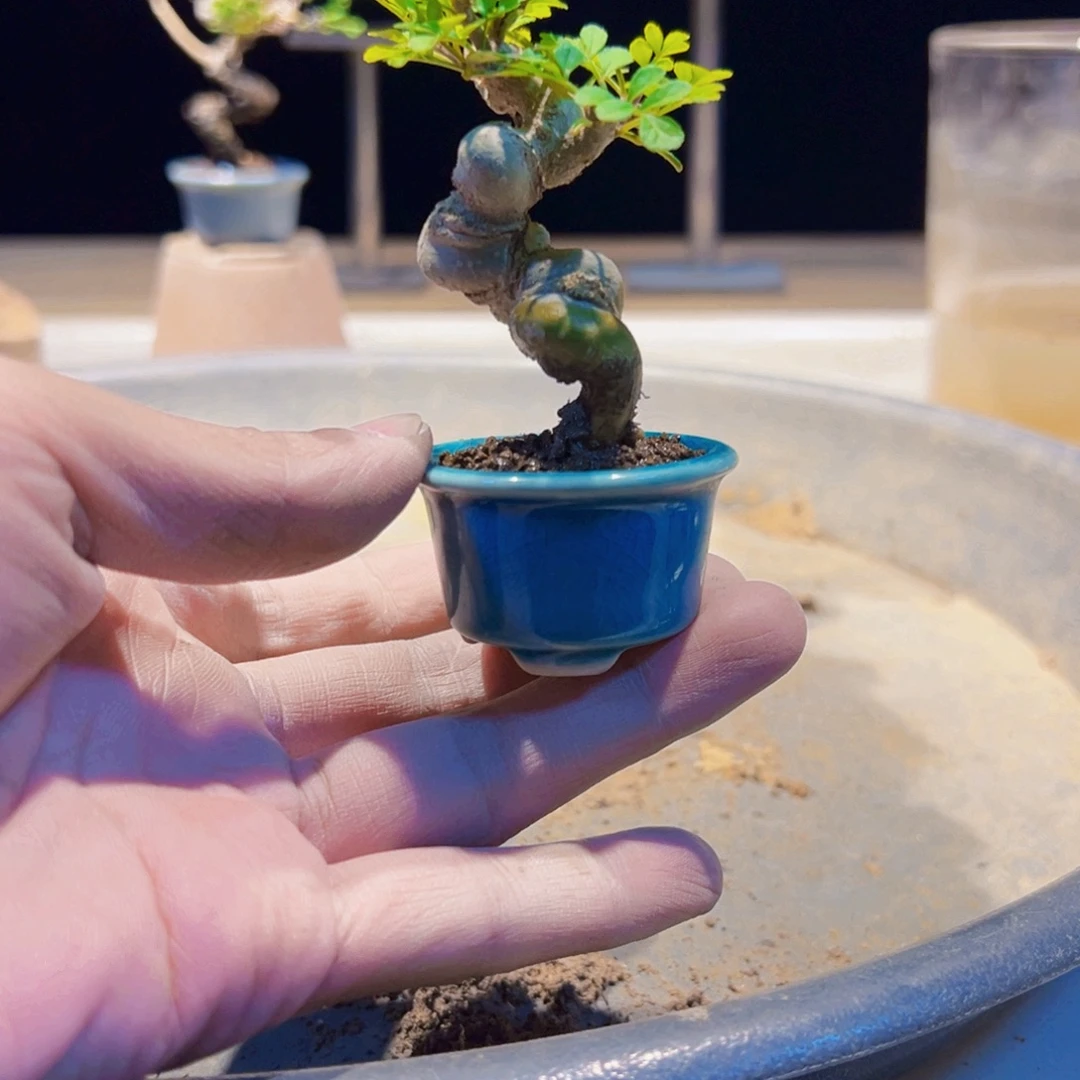 无花朵盆景111111111111