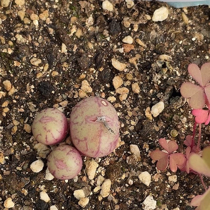 17-78肉锥多肉植物