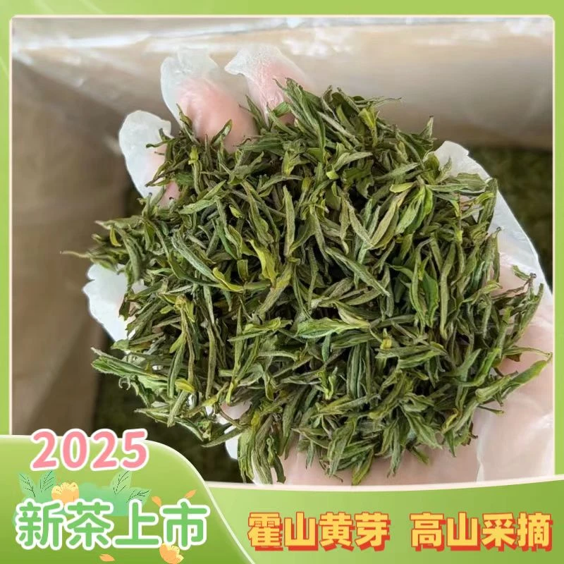 2025新茶 霍山黄芽 正宗土种黄芽 高山六安茶叶 香浓耐泡兰花香