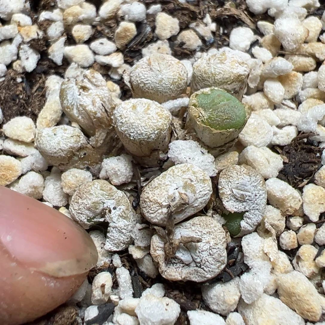 【闪购商品】 609。