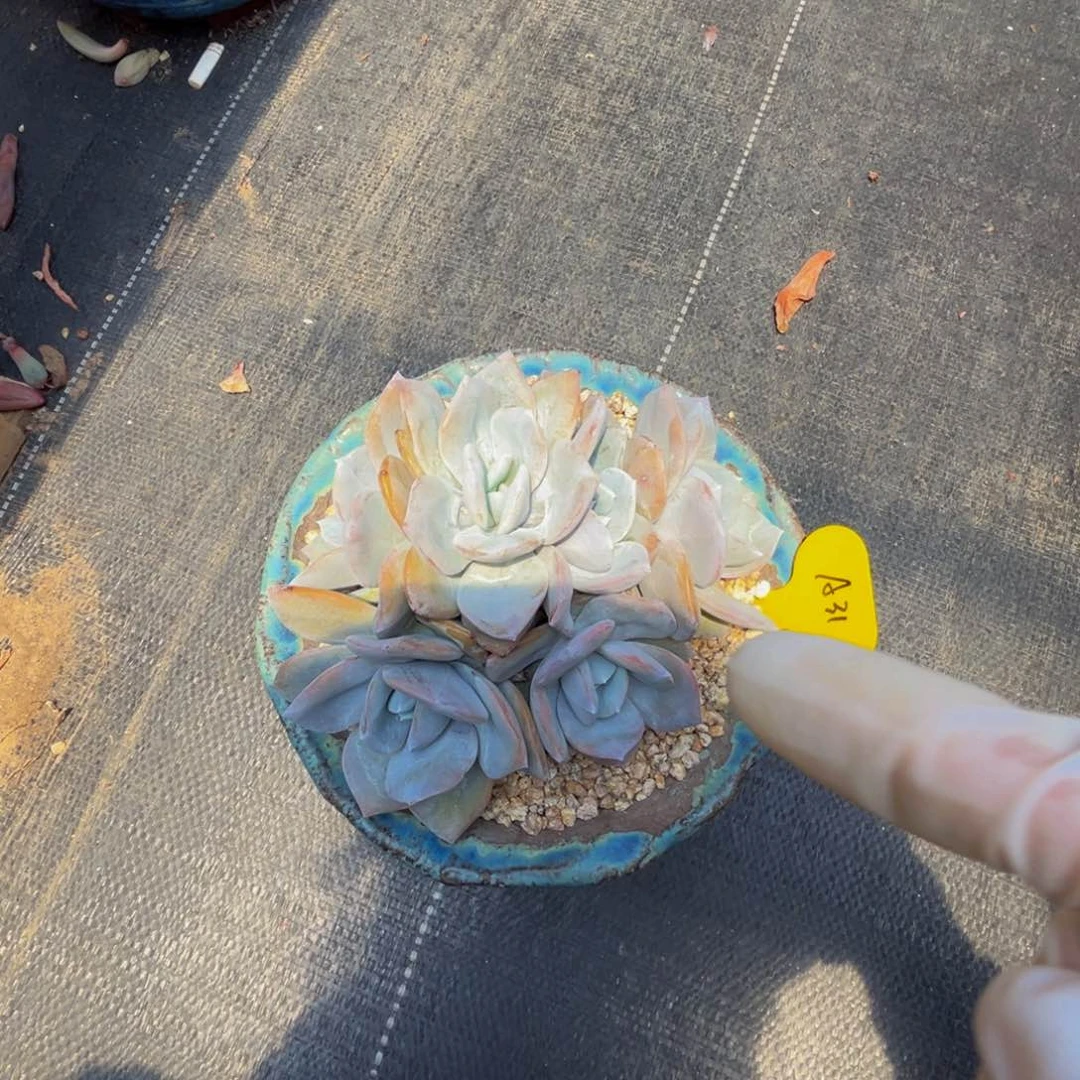 a31奶茶群生无砍的