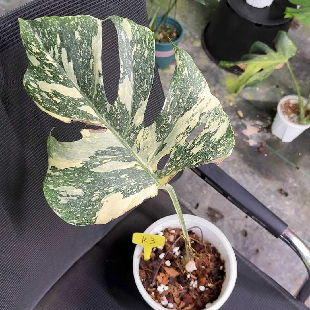 无花朵王**怼泰版焦糖单叶k3