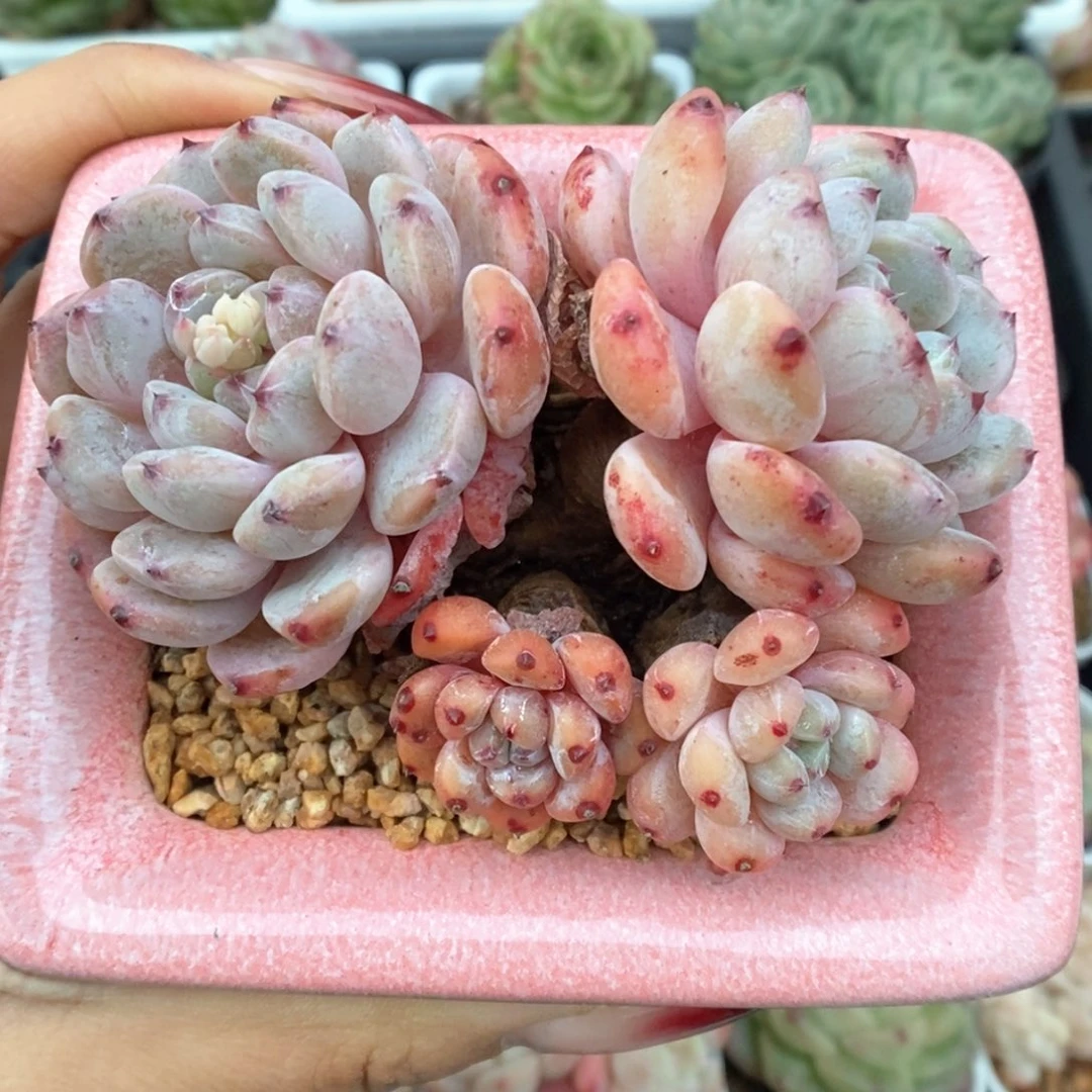 老桩雪爪群生713号。