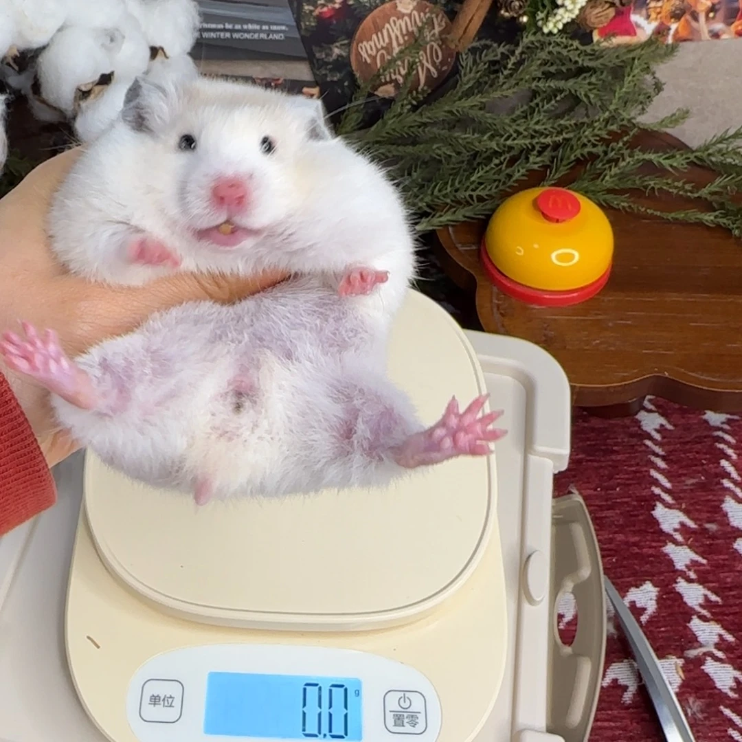 短毛黄波妹妹10.25生日