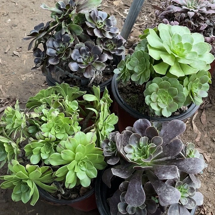 4棵玫瑰玫瑰玫瑰玫瑰
