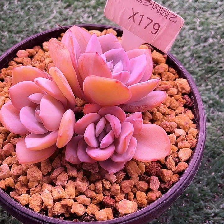 我是你的小可爱啊我是我是谁