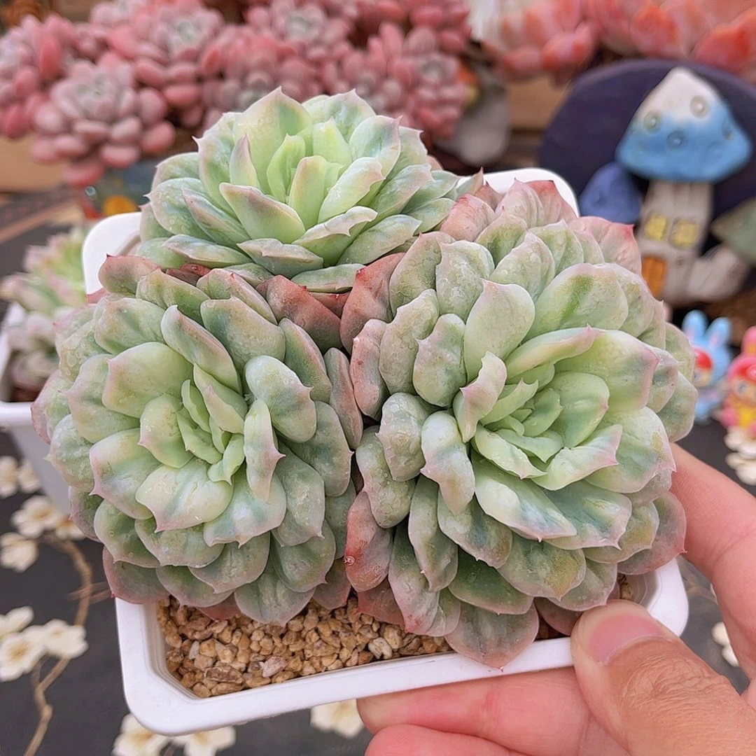 泡泡纱裙大三头多肉