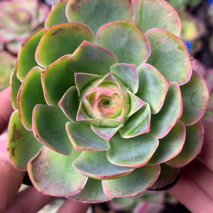 一物一拍星辰青染310