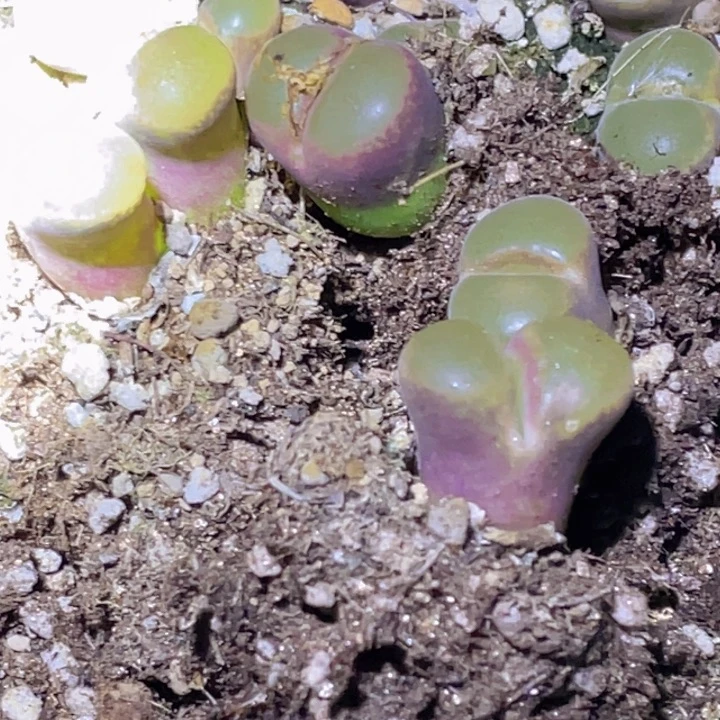 488885585585785885888