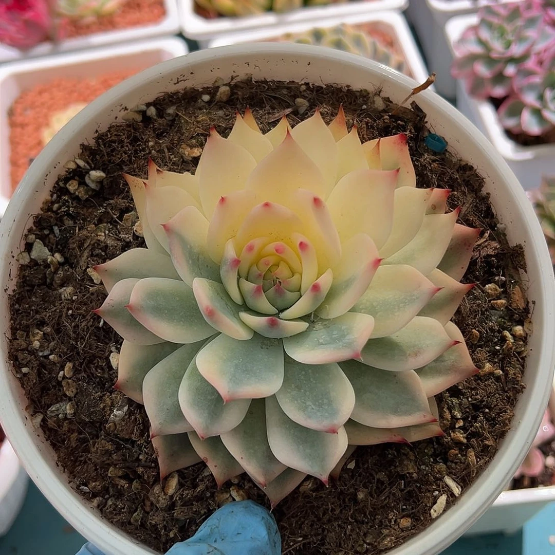 吉娃娃锦，半覆轮锦