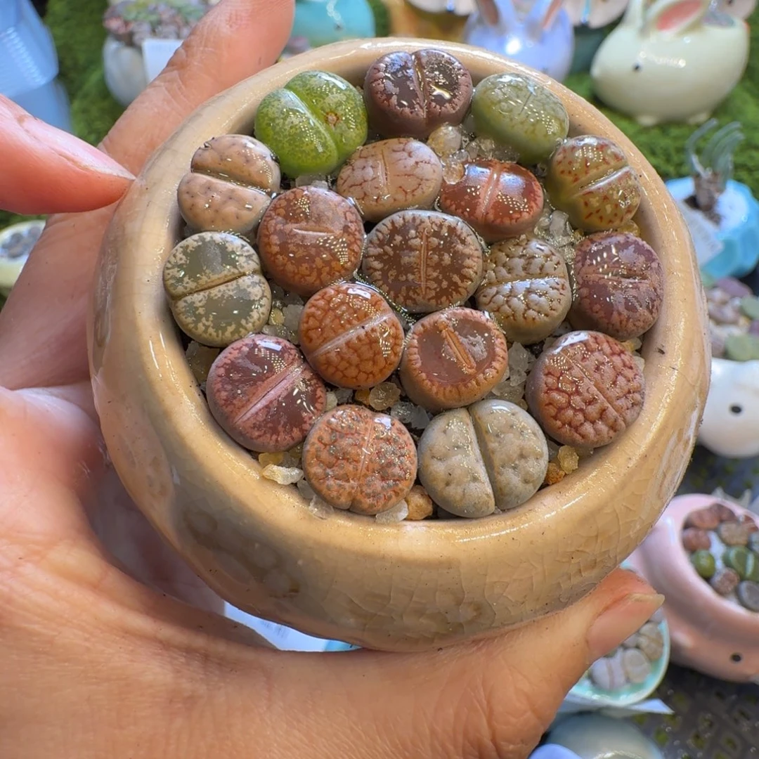 多肉植物福利冲667