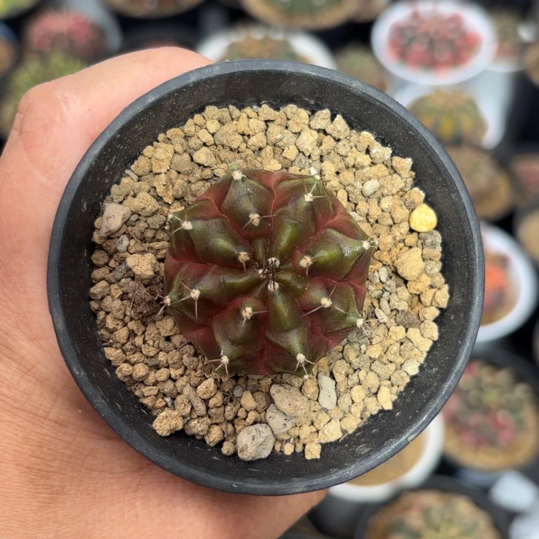 泰系米哈wasabi 仙人球